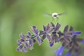 Bombyle on flower Sage - Alsace France