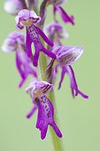 Hybrid betyween Military orchid and Man orchid - Alsace  ; Orchis ×spurium. Limestone hill