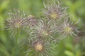 Pasque flowers - Alsace France