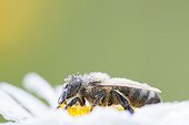 Honey Bee on Daisy flower in spring - France 