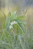 Fragant Solomon's seal flowers - Kaiserstuhl Germany