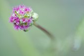 Small burnet flowers - Alsace France