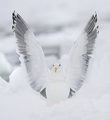 Slaty-backed gull on ice in winter - Japan