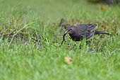 Blackbird capturing an Alpine newt - France