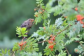 Blackbird eating Sorb berries in summer - France