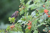 Blackbird eating Sorb berries in summer - France