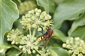 Hornet Mimic Hoverfly on Ivy flowers - France
