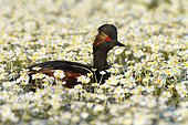 Black-necked Grebe swimming among flowers at spring - Spain