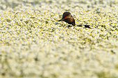 Black-necked Grebe swimming among flowers at spring - Spain