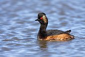 Black-necked Grebe on water at spring - Spain