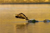 Great Cormorant flying away at dawn - Guadarrama Spain