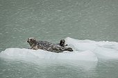 Seal and young on ice floes - Arctic