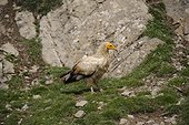 Egyptian Vulture on the ground - Pyrenees France