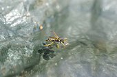 Paper wasp drinking from the water surface - France 