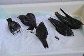 Young Swifts collected during the heatwave - France