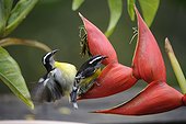 Bananaquit mating on Heliconia - Trinidad and Tobago