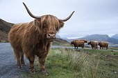 Highland cow on the road between Elgon and Torrin - Isle of Skye ; Cows, liberty, rest on the road when it rains a lot. 