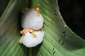 Honduran white bats under a leaf - Costa Rica