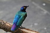 Greater Blue-eared Glossy-Starling on branch - South Africa