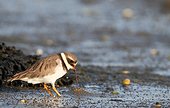 Ringed Plover eating a worm on the foreshore - France