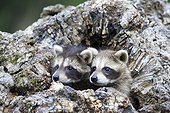Young Raccoons in a hollow trunk - Minnesota USA