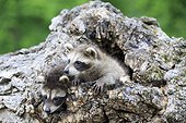Young Raccoons in a hollow trunk - Minnesota USA