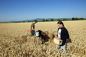 Hamsters reintroduction - Alsace France ; as part of an EU directive under the aegis of the ONCFS (National Office for Hunting and Wildlife) with the help of the Hamsters breeding association Saving Wildlife and Central Reintroduction of Hunawihr 
