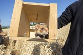 Hamsters reintroduction - Alsace France ; as part of an EU directive under the aegis of the ONCFS (National Office for Hunting and Wildlife) with the help of the Hamsters breeding association Saving Wildlife and Central Reintroduction of Hunawihr 