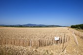Hamsters reintroduction - Alsace France ; as part of an EU directive under the aegis of the ONCFS (National Office for Hunting and Wildlife) with the help of the Hamsters breeding association Saving Wildlife and Central Reintroduction of Hunawihr 
