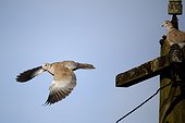 Collared dove in flight - Warwickshire	Britain