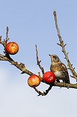Fieldfare on apples in tree - Warwickshire	Britain