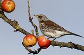 Fieldfare on apples in tree - Warwickshire	Britain