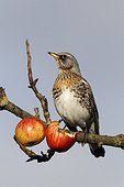 Fieldfare on apples in tree - Warwickshire	Britain