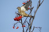 Mistle thrush on Rowan berries - Warwickshire Britain