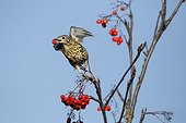 Mistle thrush on Rowan berries - Warwickshire Britain