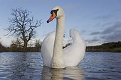 Mute swan on water- Warwickshire Britain
