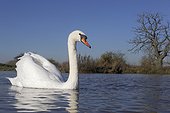 Mute swan on water- Warwickshire Britain
