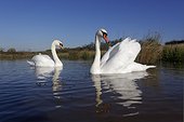 Mute swans on water- Warwickshire Britain