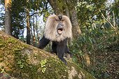 Dominant male Lion-tailed Macaque - Nilgiris Hills India ; Anaimalai Mountain Range 