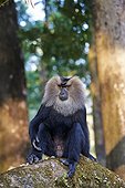Dominant male Lion-tailed Macaque - Nilgiris Hills India ; Anaimalai Mountain Range 