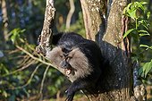 Dominant male Lion-tailed Macaque - Nilgiris Hills India ; Anaimalai Mountain Range 