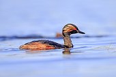 Black-necked grebe on water - La Dombes France ; Photo from a floating lookout