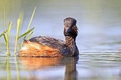 Black-necked grebe on water - La Dombes France ; Photo from a floating lookout