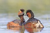 Black-necked grebe couple on water - La Dombes France ; Photo from a floating lookout