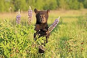 Young Black Bear in the grass in spring - Minnesota USA