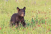 Young Black Bear in the grass in spring - Minnesota USA