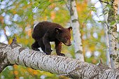 Young Black Bear walking on a trunk - Minnesota USA