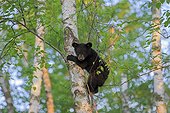 Young black bear climbing a tree - Minnesota USA