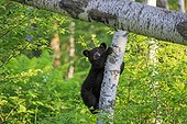 Young Black Bear on a trunk in the spring - Minnesota USA