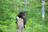 Young Black Bear on a trunk in the spring - Minnesota USA